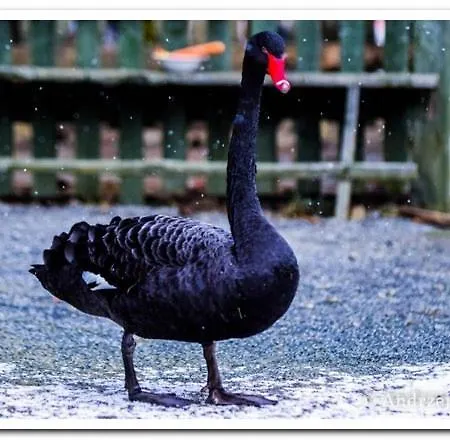 게스트하우스 Cicha Woda 3*