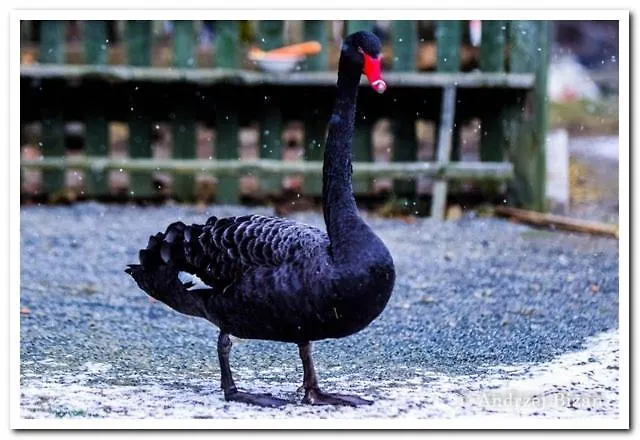 Гостевой дом Cicha Woda 3*